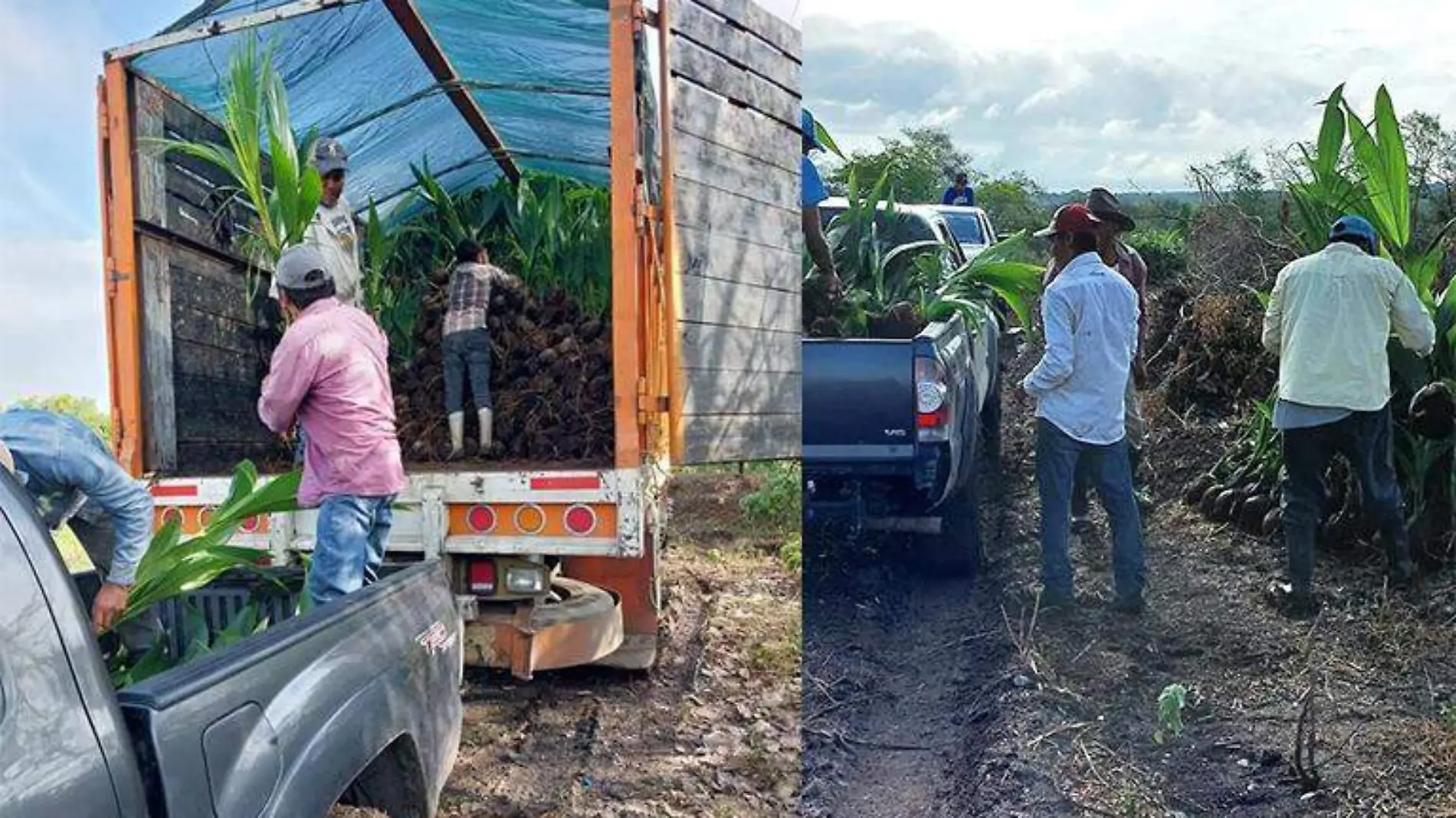 Productores Tecolutla